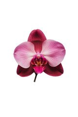 Obraz premium Orchid Flower Isolated