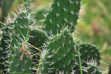 En las zonas mas aridas hay cactus,espinosos.