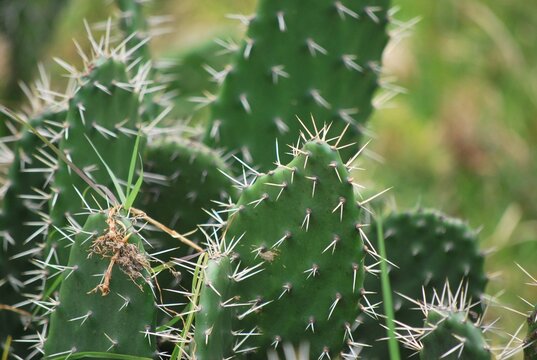 En las zonas mas aridas hay cactus,espinosos.