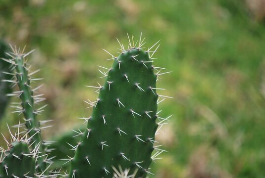 En las zonas mas aridas hay cactus,espinosos.