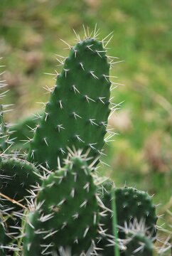 En las zonas mas aridas hay cactus,espinosos.