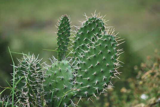 En las zonas mas aridas hay cactus,espinosos.