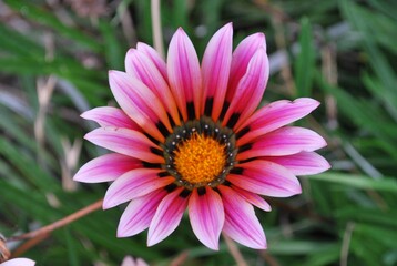 Obraz premium Flores regalando aromas y colores desde muy temprano en la mañana.