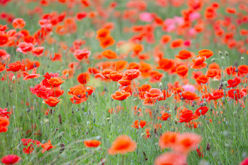 Obraz premium ポピー