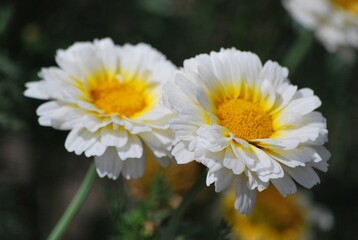 Obraz premium Flores regalando aromas y colores desde muy temprano en la mañana.
