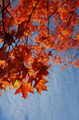 red autumn leaves