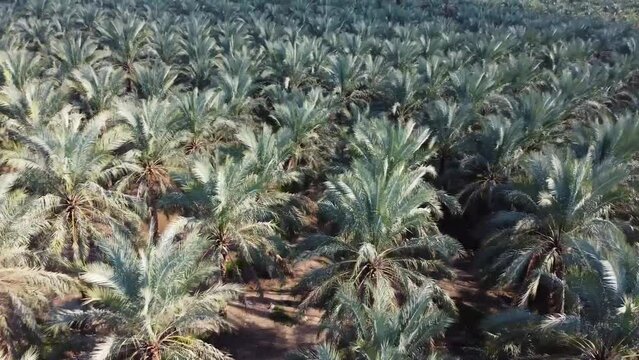 fly over palm tree garden grooves in summer season dry climate rural village countryside in iran nature landscape desert climate desert town abandoned but date palm agriculture harvest season summer