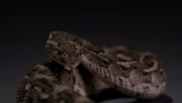Puff Adder snake curled up looking towards camera