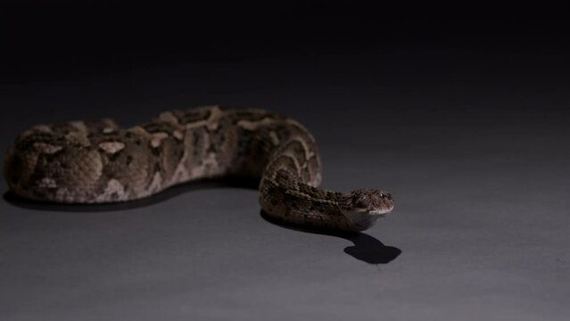 Puff adder poisonous snake on neutral background - pan wide shot