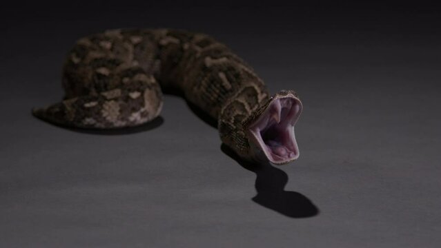 Puff Adder snake yawns with mouth wide open after eating