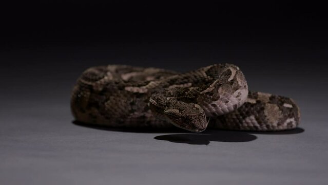 Puff adder snake curled up at night under light - dangerous animals
