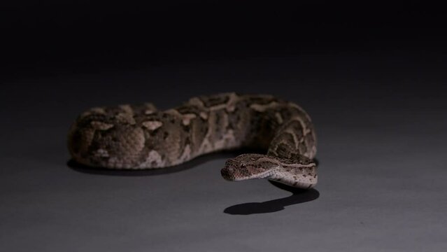 Puff Adder snake isolated on grey background at night - looking towards camera