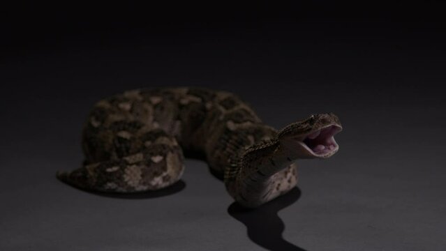 Snake - Puff Adder Venomous  serpent - curiously sticking tongue out and opening mouth - wide shot