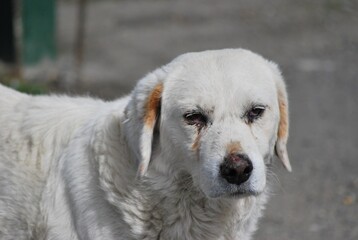 Nuestro mejor amigo en los Andes,el perro Mucuchies raza unica de estas regiones.