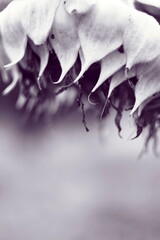 icicles on a black background