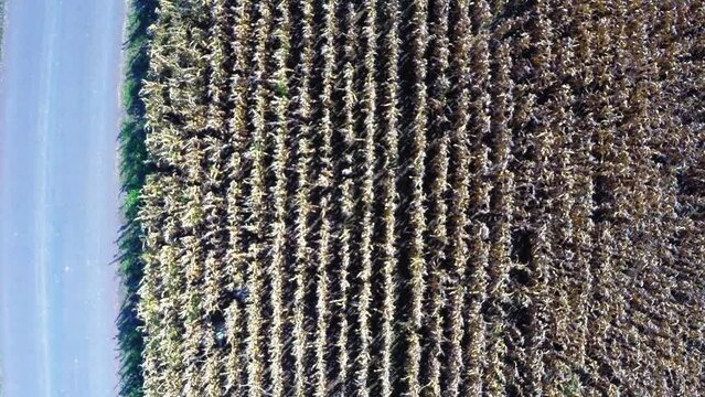 Aerial Top Upward Shot Of People Walking Amidst Dry Plants In Field, Drone Flying Upwards On Sunny Day - Buckner, California