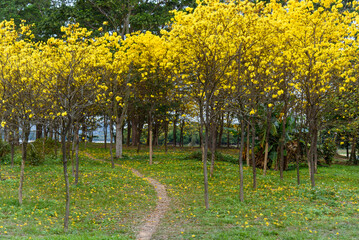 Golden Tabebuia chrysotricha or golden trumpet tree bloom in spring. Golden flowers in the park in south china.

