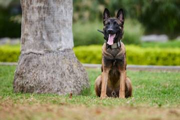 The Belgian Shepherd, also known as the Belgian Sheepdog or the Chien de Berger Belge, is a Belgian breed of herding dog of medium size