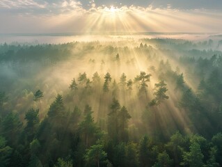 A panoramic view of a misty forest at dawn with sun rays piercing through the trees