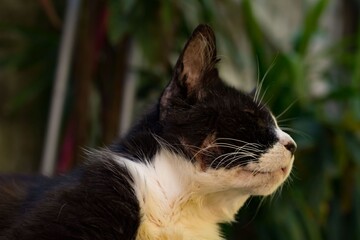 cat on the grass