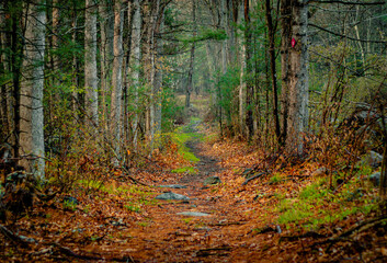 Fototapeta premium Nature trail through the woods on a fall afternoon