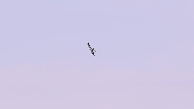 Swallow tailed Kite Bird