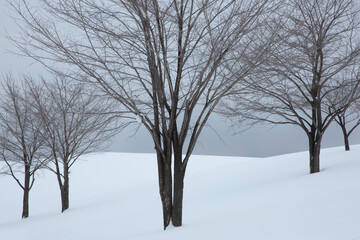 雪原に立つ木々