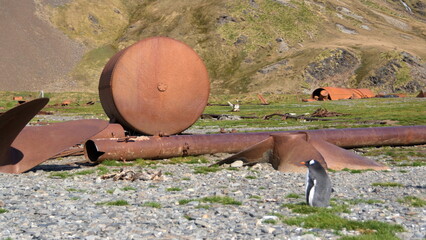 Gentoo penguin (Pygoscelis papua) in the old shipyard at the historic whaling station on Stromness,...