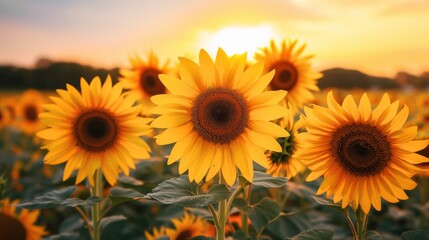 Obraz premium field of yellow sunflower flowers. summer background