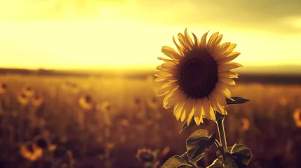 Fotobehang field of yellow sunflower flowers. summer background © megavectors