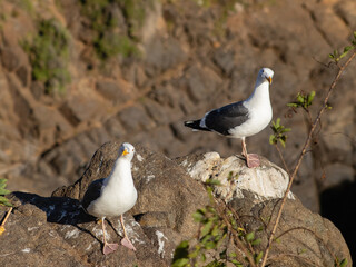 Seagull standing on rock from a beach of Mexico