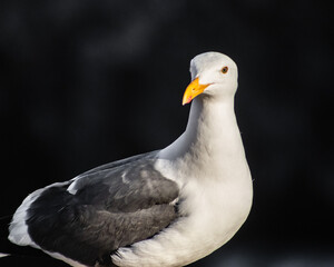 Seagull standing on rock from a beach of Mexico