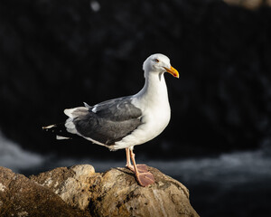 Seagull standing on rock from a beach of Mexico
