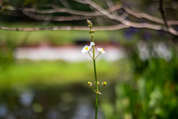 La belleza de las flores en Macro 