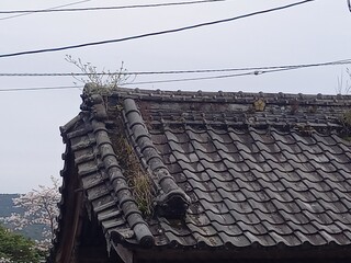 日本の古い瓦の屋根に生えている植物