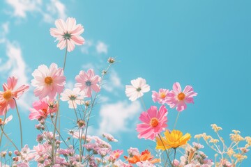 Obraz na płótnie Canvas flowers summer background