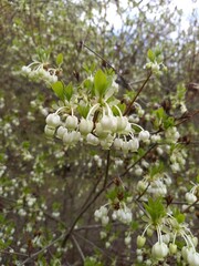 日本原産のエニシダの花（Styrax japonicus）