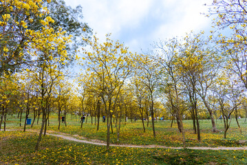 Golden Tabebuia chrysotricha or golden trumpet tree bloom in spring. Golden flowers in the park in south china.






