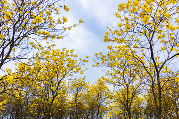 Golden Tabebuia chrysotricha or golden trumpet tree bloom in spring. Golden flowers in the park in south china.