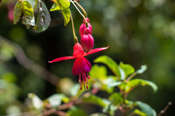 Flora Mexicana 