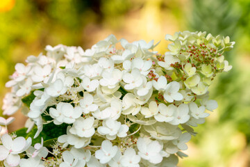 White hydrangea in the summer garden