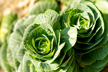 Obraz premium Decorative garden cabbage in a summer park