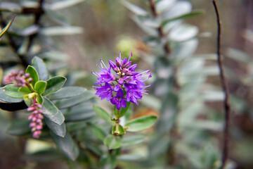 La belleza de la flora mexicana 