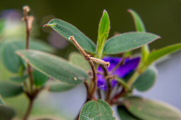 La belleza de las flores en México 