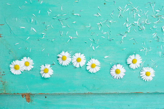 Daisy and Spring Flowers Concept Photo, &Uuml;sk&uuml;dar Istanbul, Turkiye (Turkey)
