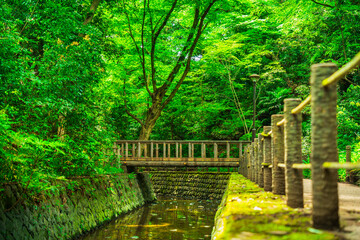 等々力渓谷公園の美しい新緑【東京都・世田谷区】　
Beautiful fresh greenery spreading in Todoroki Valley - Tokyo, Japan