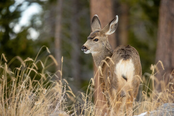 deer