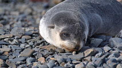 Antarctic fur seal (Arctocephalus gazella) pup on the beach at the old whaling station on Stromness, South Georgia Island