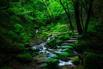 東京の大自然、新緑が美しい御岳山のロックガーデン【東京都・青梅市】　
Tokyo's wilderness. The rock garden of Mt. Mitake with its beautiful fresh greenery - Japan