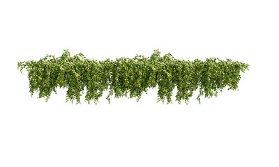 Ivy green with leaf. A trail of realistic ivy leaves. Png transparency